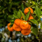 Colheita da tangerina avança no Paraná com bons resultados