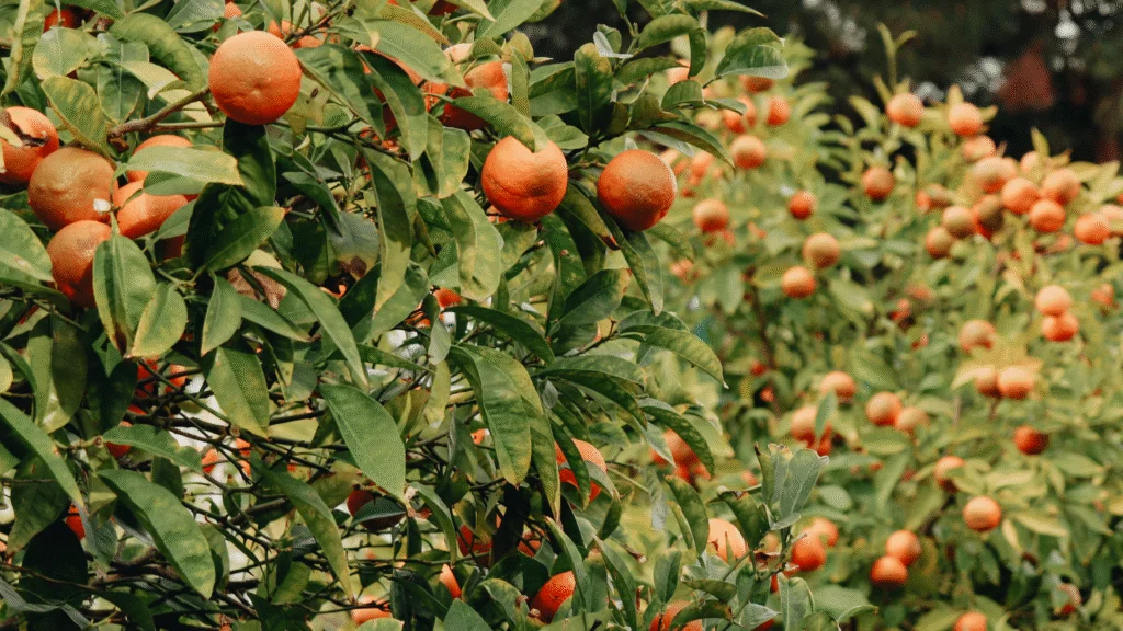 Colheita de tangerinas no Paraná avança com qualidade, apesar da queda nos preços ao produtor; safra será destaque na Festa Nacional da Ponkan