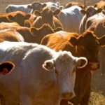 Melhoramento genético do gado Purunã promete aumento de produção e qualidade da carne