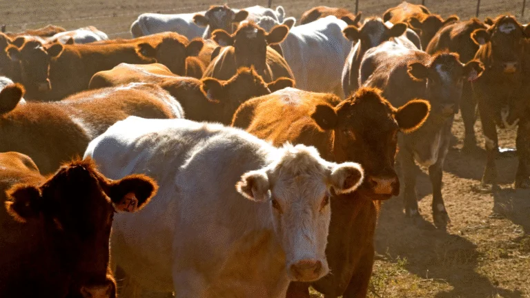 Melhoramento genético do gado Purunã promete aumento de produção e qualidade da carne
