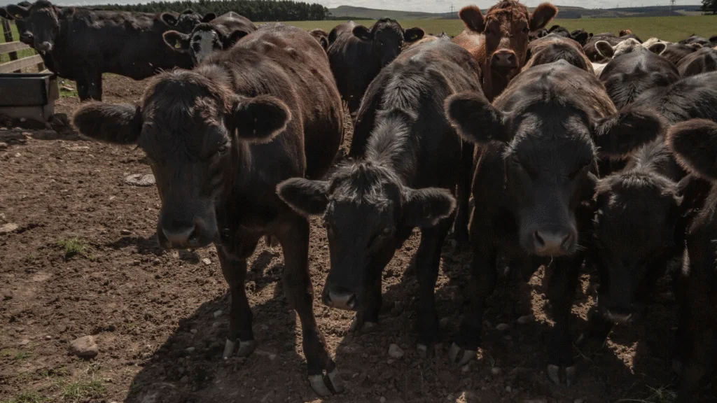 Projeto no Paraná visa melhorar a genética do gado Purunã, com foco na produtividade e resistência a carrapatos