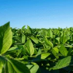 Ministério da Agricultura divulga cronograma do vazio sanitário da soja no Paraná