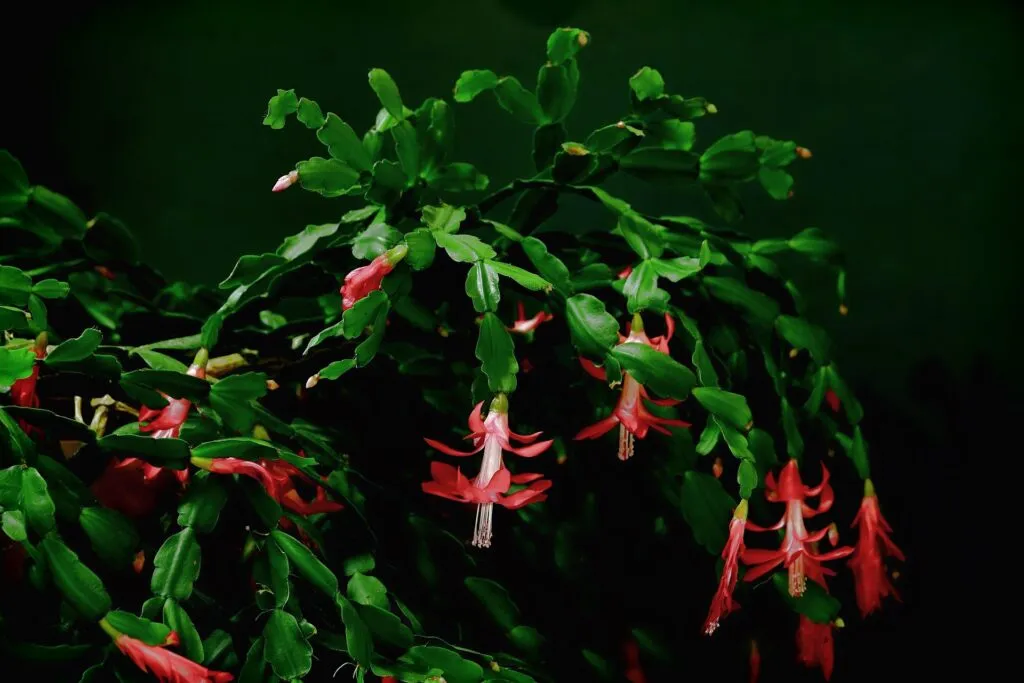 flor de maio