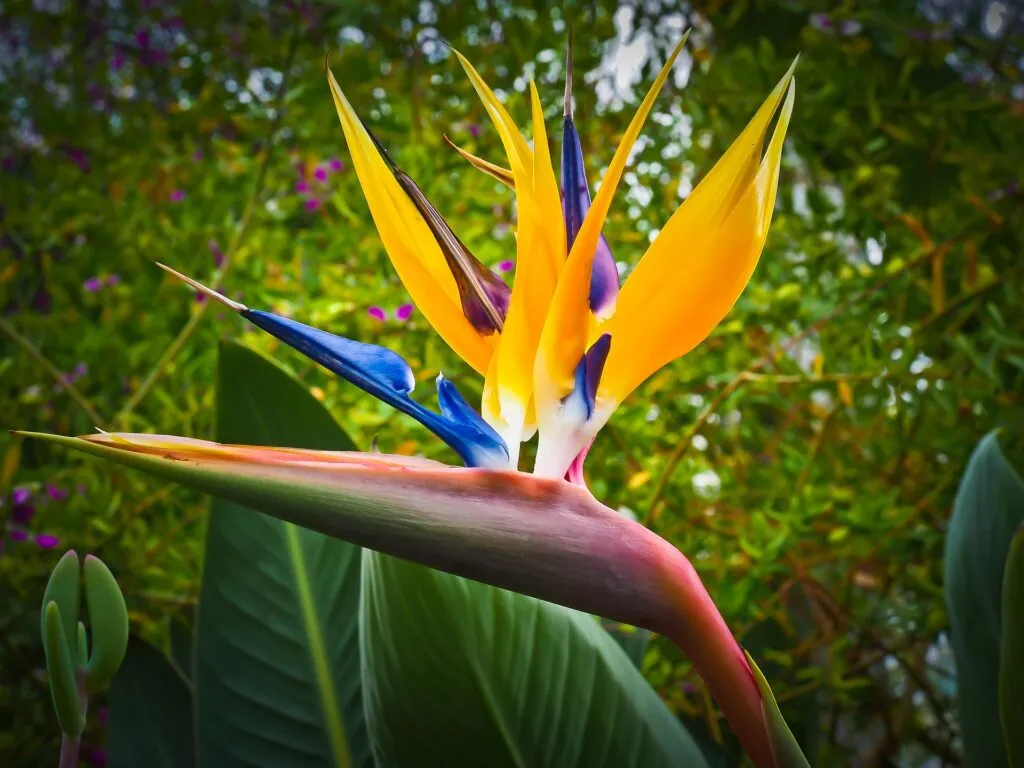 flor do paraiso