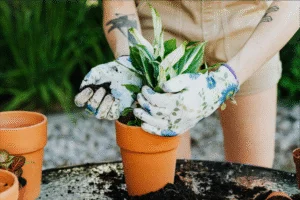 10 flores rústicas e divinas que atraem energia positiva e deixam seu jardim encantador