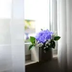 5 tipos de flores fáceis de cultivar mesmo sem experiência