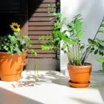 Como harmonizar os ambientes com as flores certas e nas cores adequadas