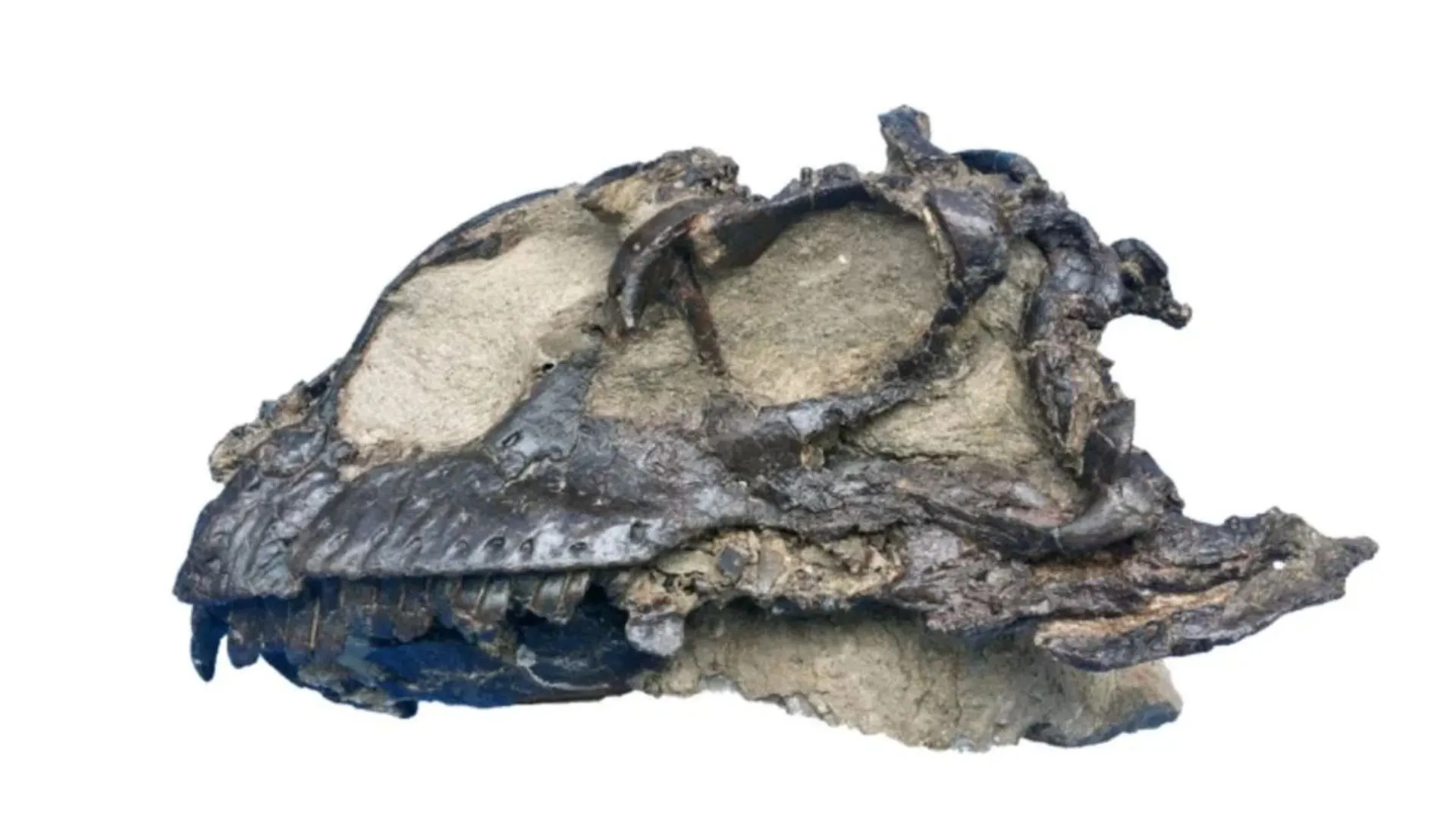 Fóssil raro revela novo dinossauro herbívoro de pescoço longo na China