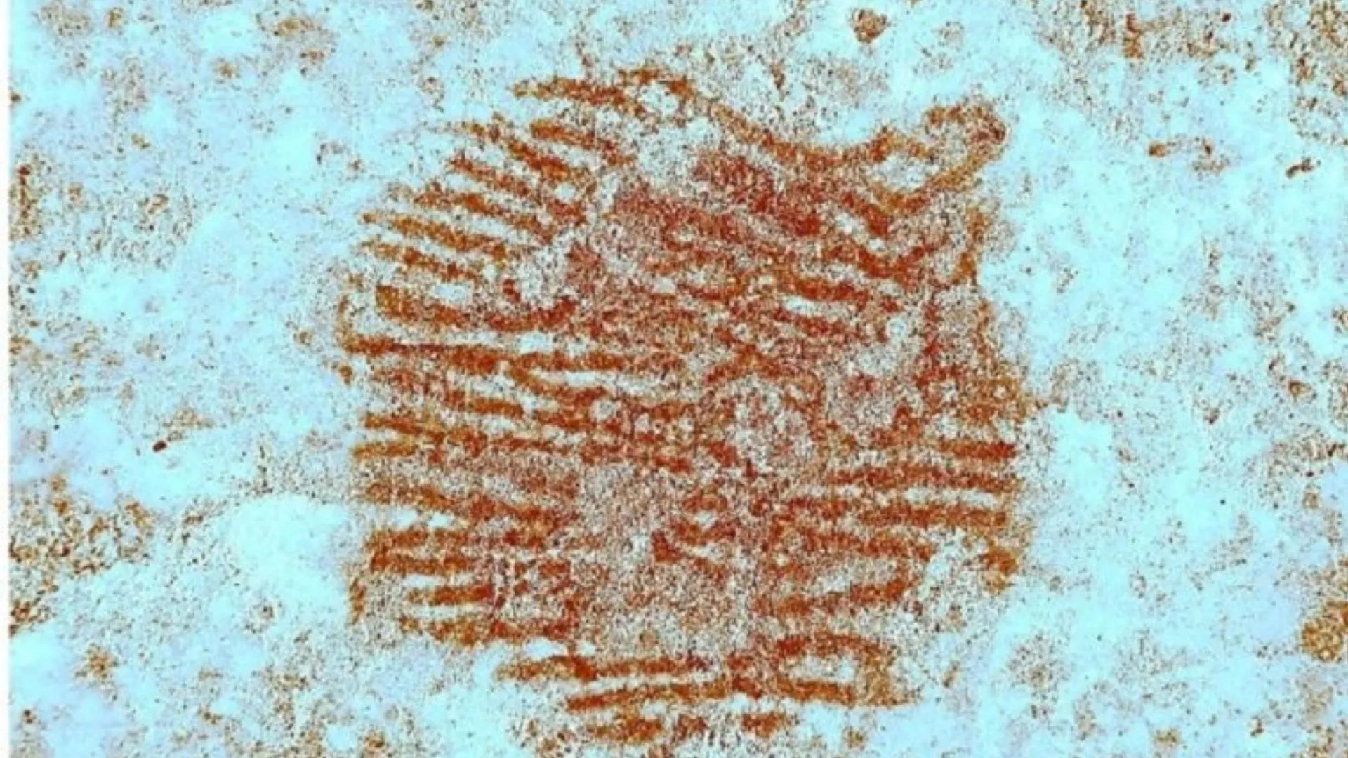 Impressão digital neandertal de 43 mil anos é encontrada