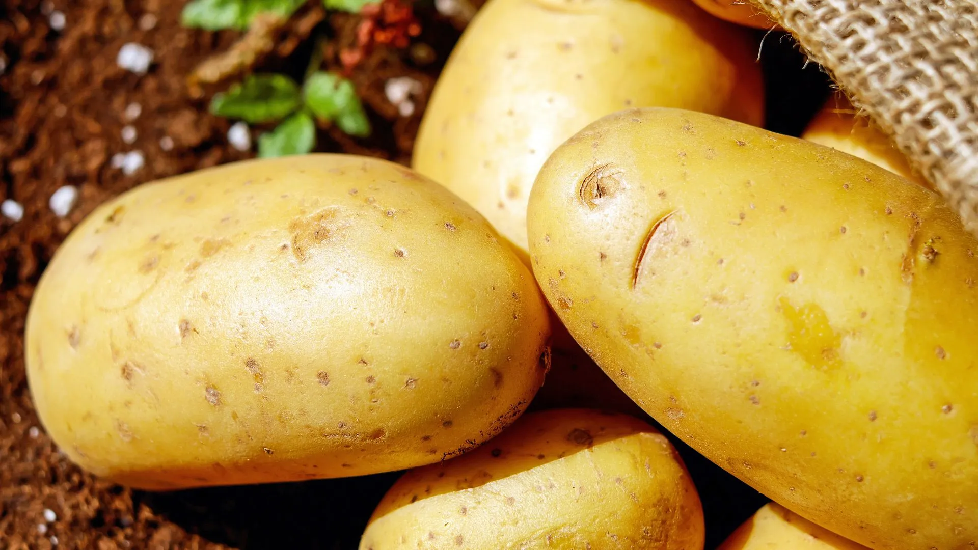 Dia Internacional da Batata: conheça as melhores receitas