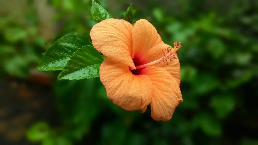 hibisco