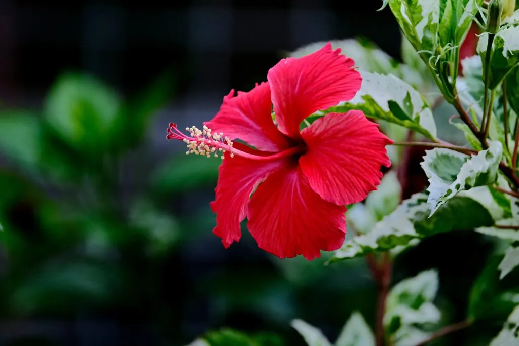 hibiscus 7137172 1920