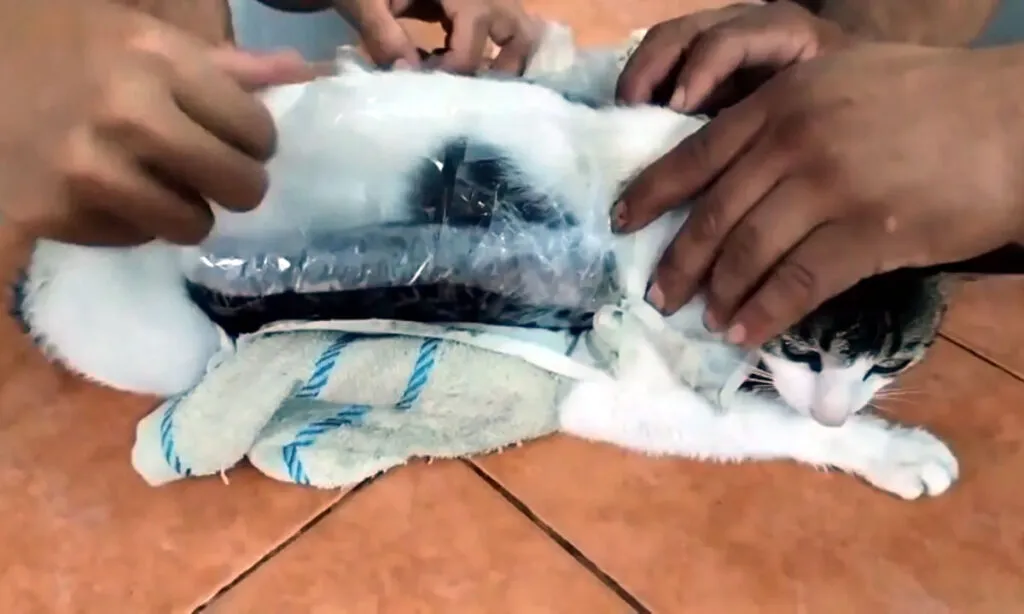 Narco Gato, polícia captura felino que levava drogas à penitenciária
