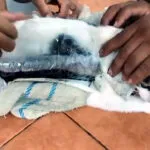 Narco Gato, polícia captura felino que levava drogas à penitenciária
