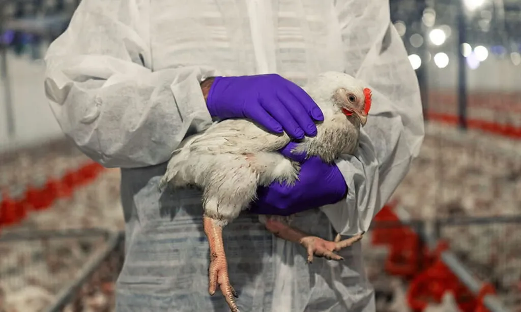 Foco de gripe aviária foi detectado no Rio Grande do Sul. A China, a União Europeia (UE) e a Argentina suspenderam, nesta sexta-feira (16), as importações da carne de frango brasileira, inicialmente por 60 dias