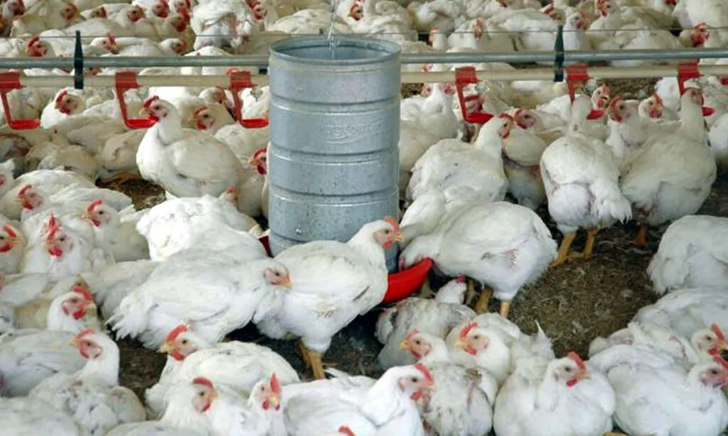 Suínos alcançaram o maior valor das exportações do agronegócio, com U$ 1,7 bilhão; já o Valor de Produção Agropecuária de Santa Catarina alcançou R$ 63,7 bilhões