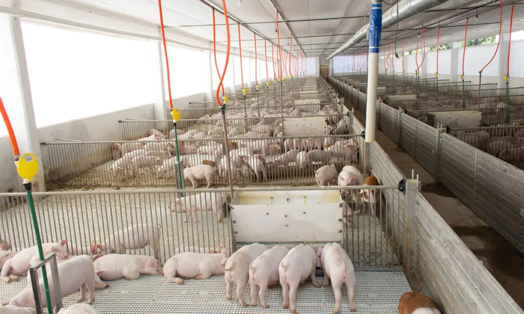 Suínos alcançaram o maior valor das exportações do agronegócio, com U$ 1,7 bilhão; já o Valor de Produção Agropecuária de Santa Catarina alcançou R$ 63,7 bilhões