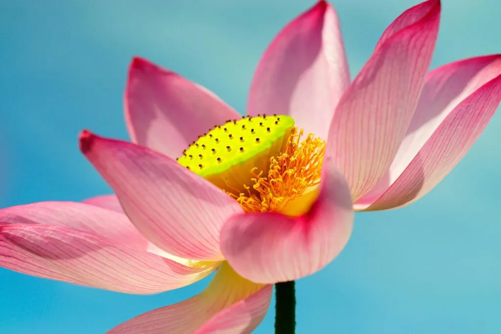 lotus