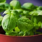 10 plantas que purificam o ar e ainda atraem dinheiro segundo o Feng Shui