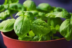 10 plantas que purificam o ar e ainda atraem dinheiro segundo o Feng Shui