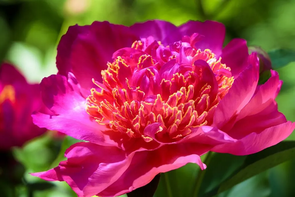 peonia