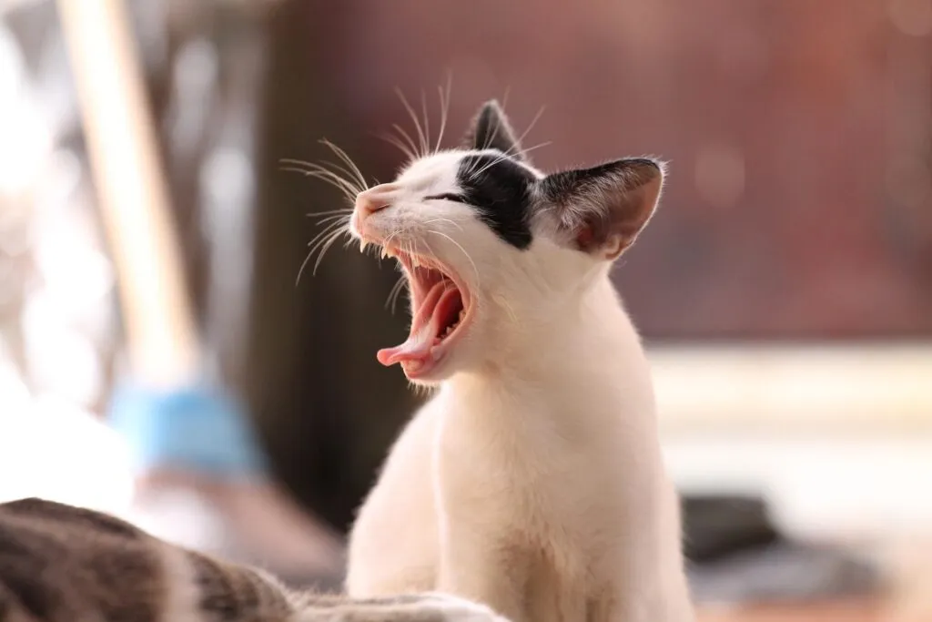 pet