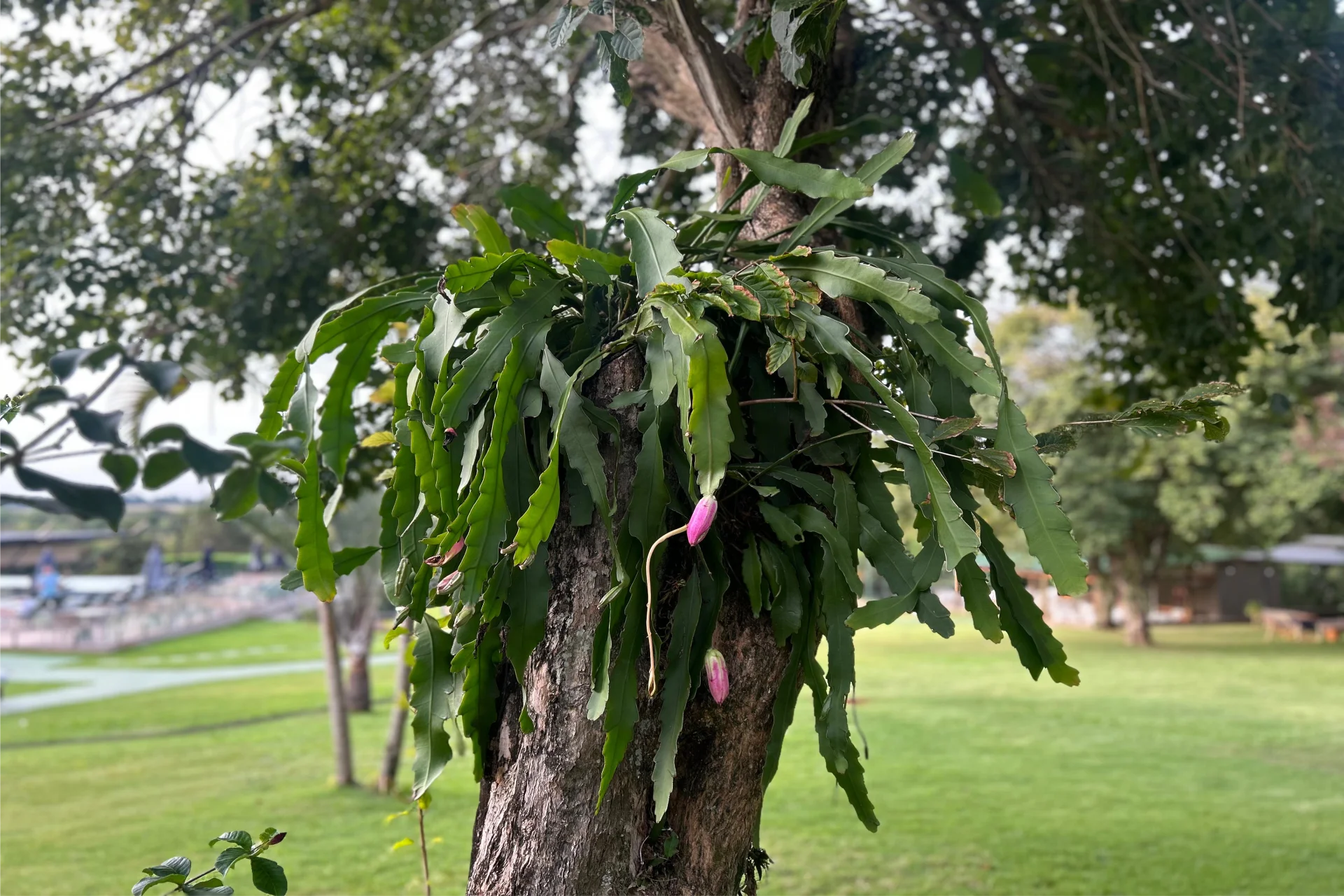 Plantas que vivem nas árvores: descubra a beleza das epífitas no seu jardim