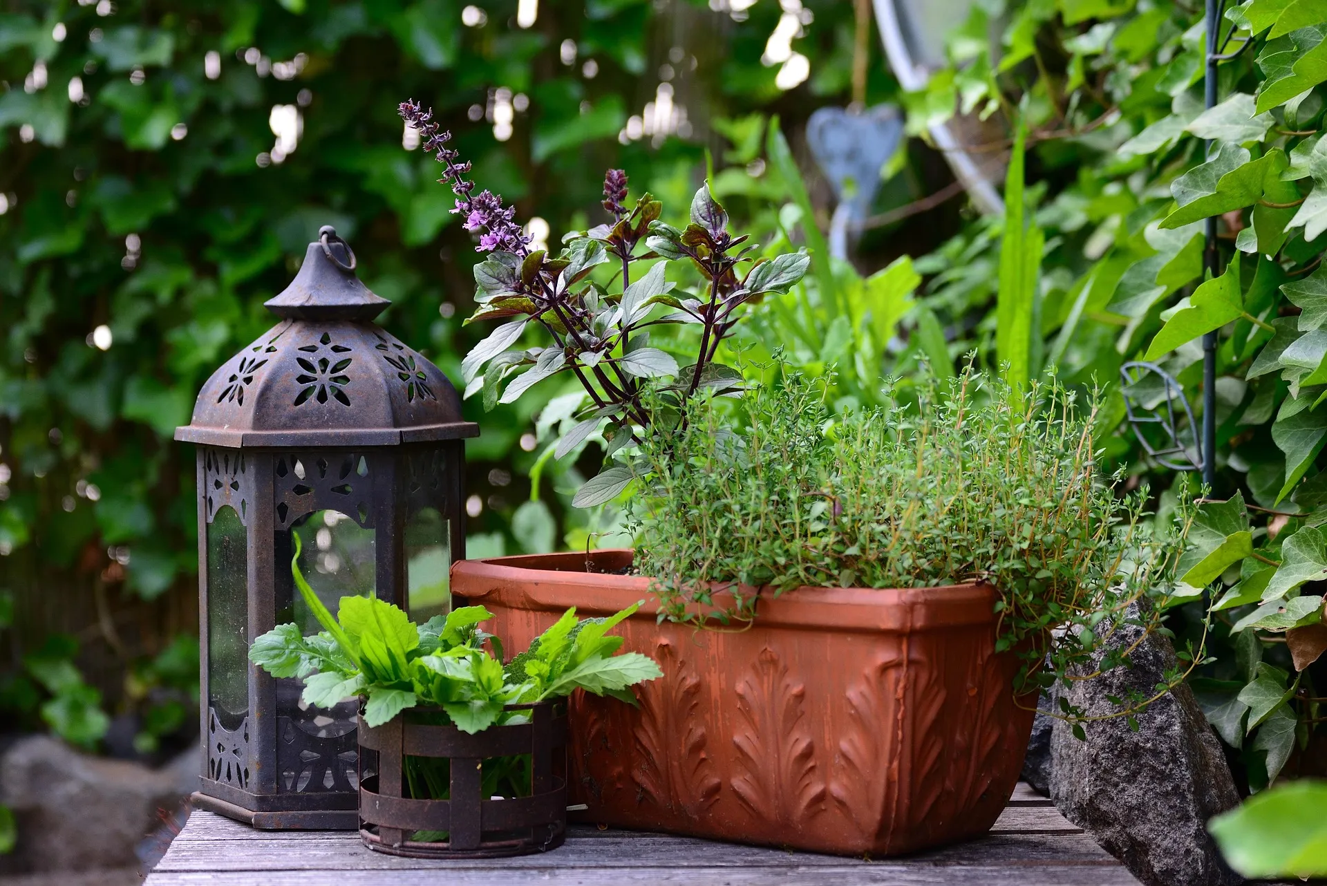 plantas