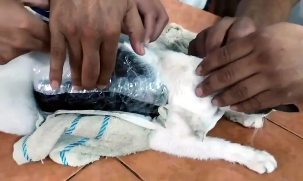 Agentes interceptaram o narco gato e constataram que ele estava com pacotes de maconha e crack presos ao corpo