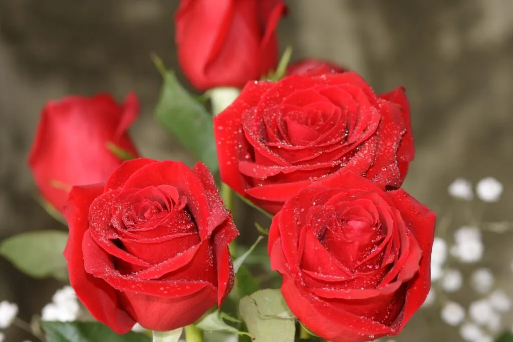 rosas