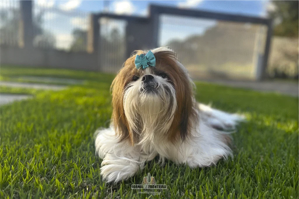 shih tzu 1