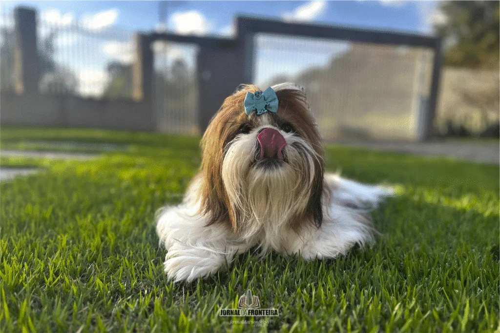 shih tzu 2