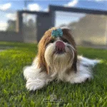 Manual definitivo para criar um Shih-Tzu feliz e saudável