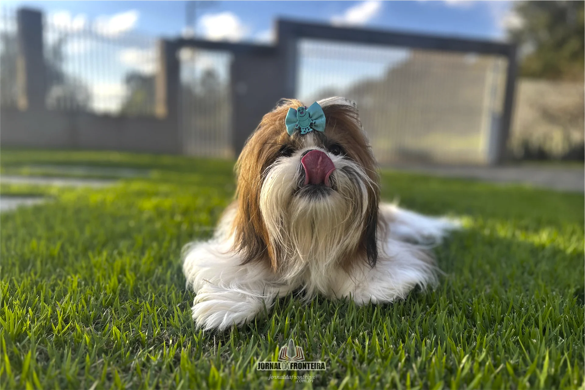 shih tzu 2
