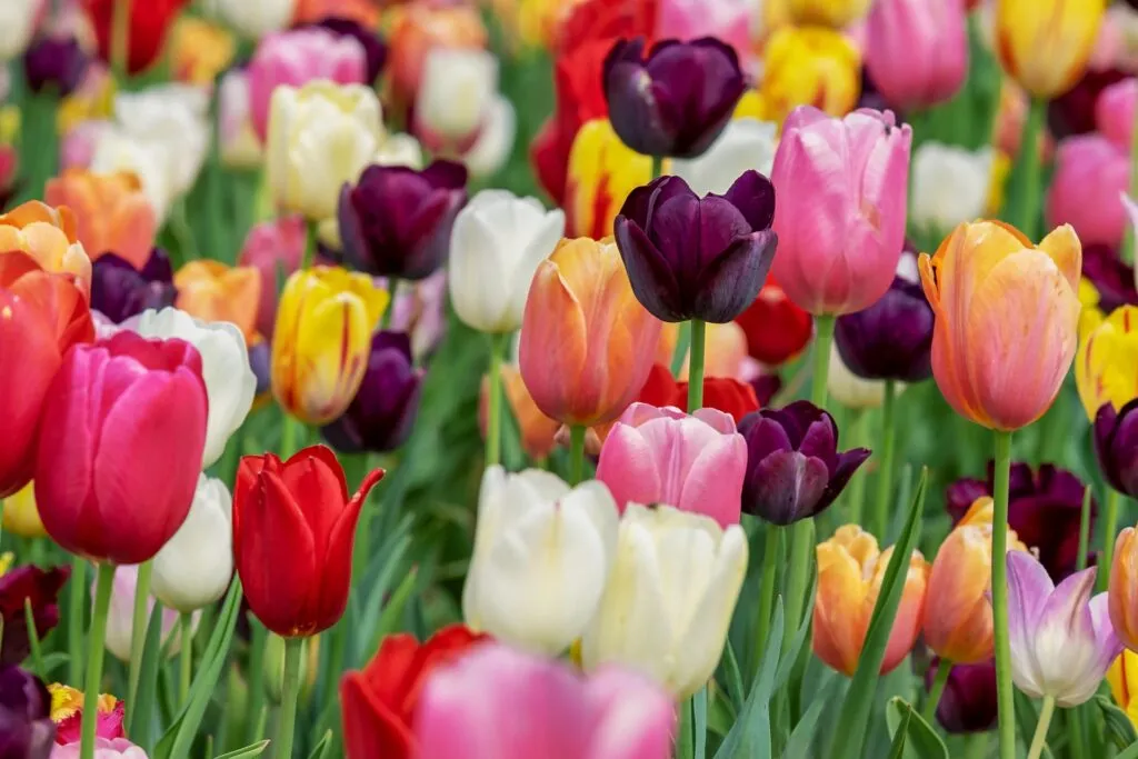 tulipas