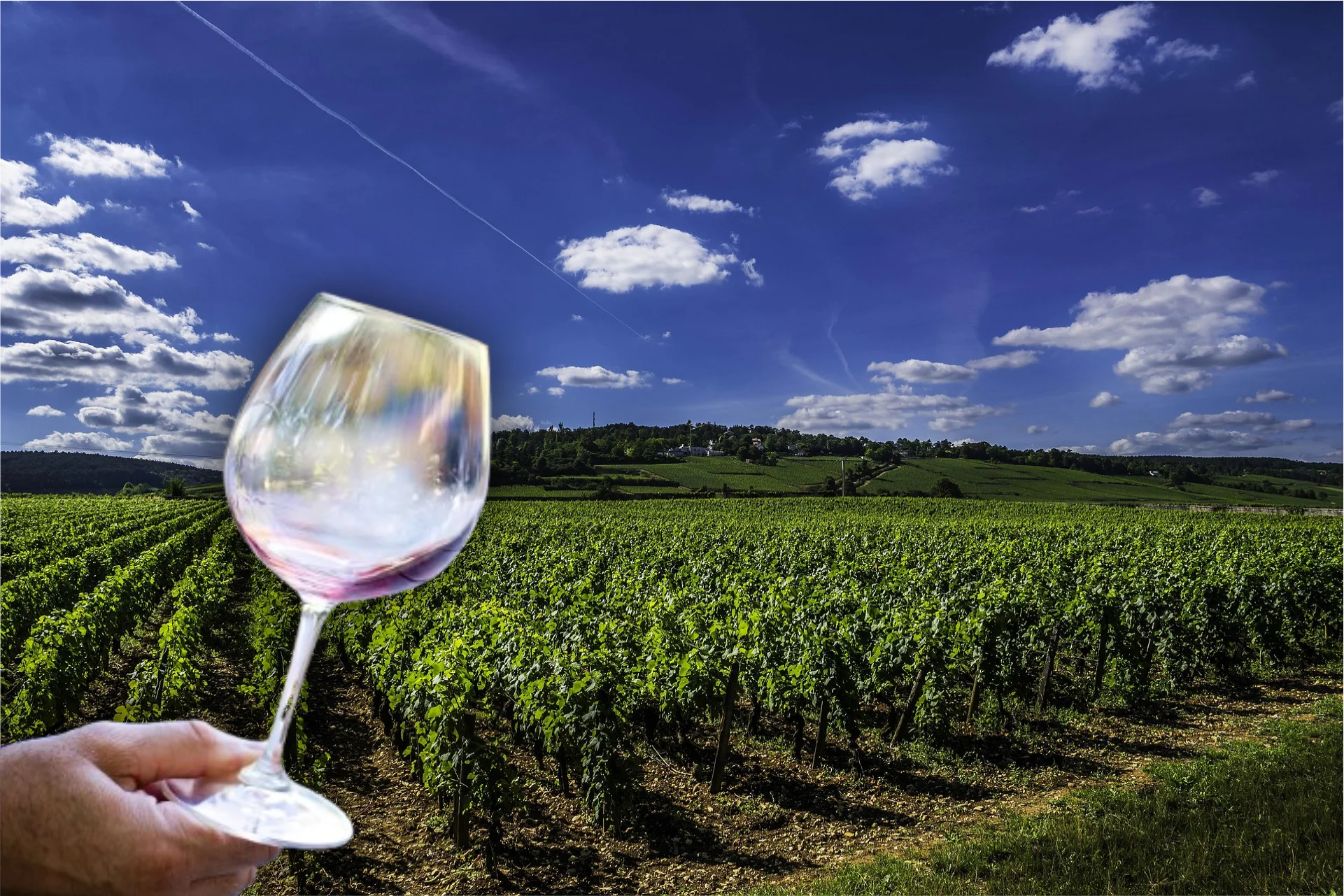 vinhos