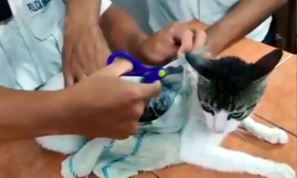 Agentes interceptaram o narco gato e constataram que ele estava com pacotes de maconha e crack presos ao corpo