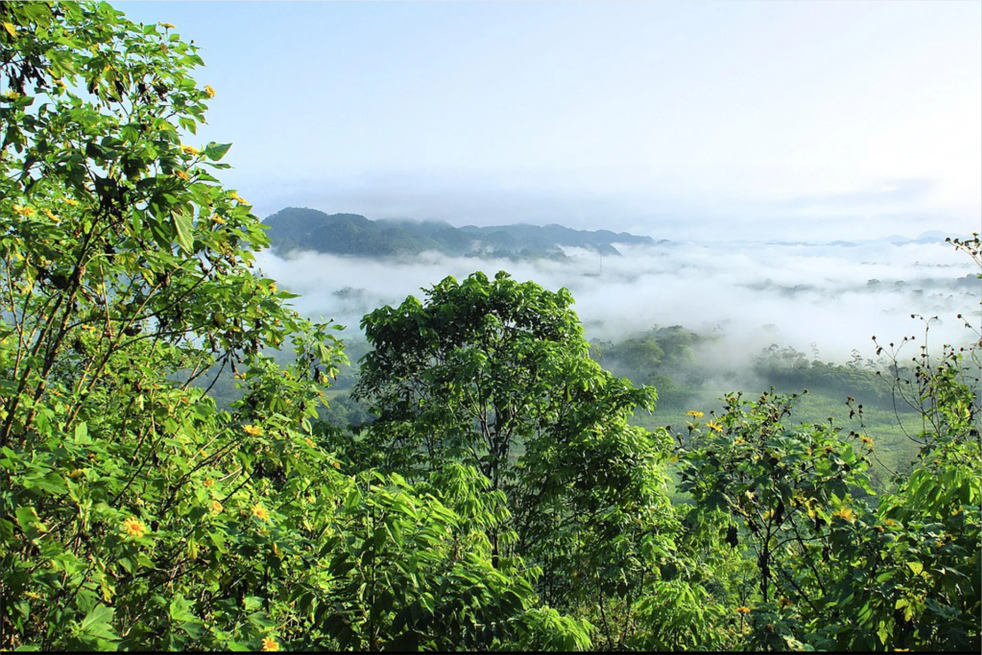 amazonia
