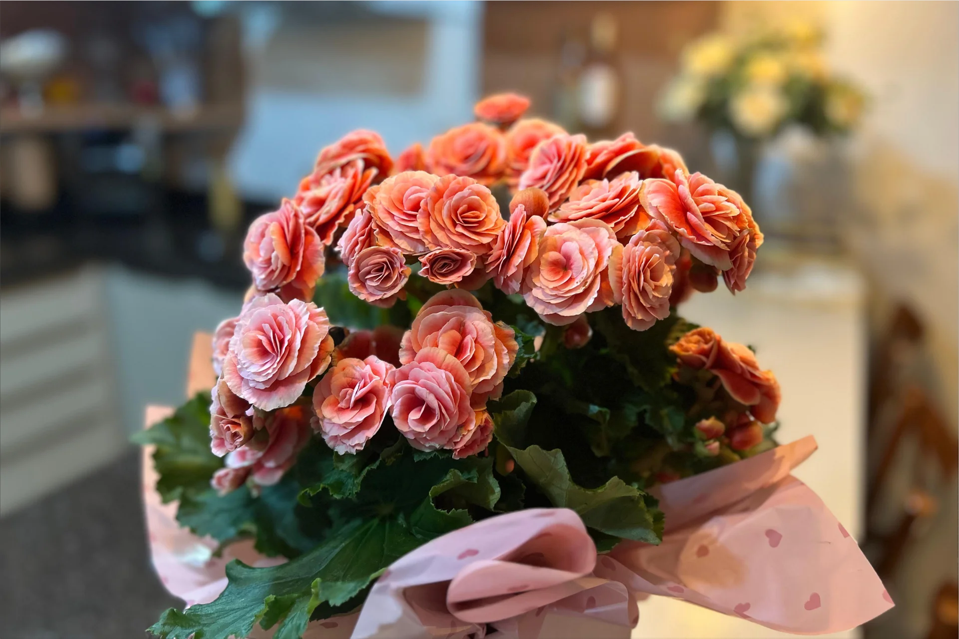 begonia