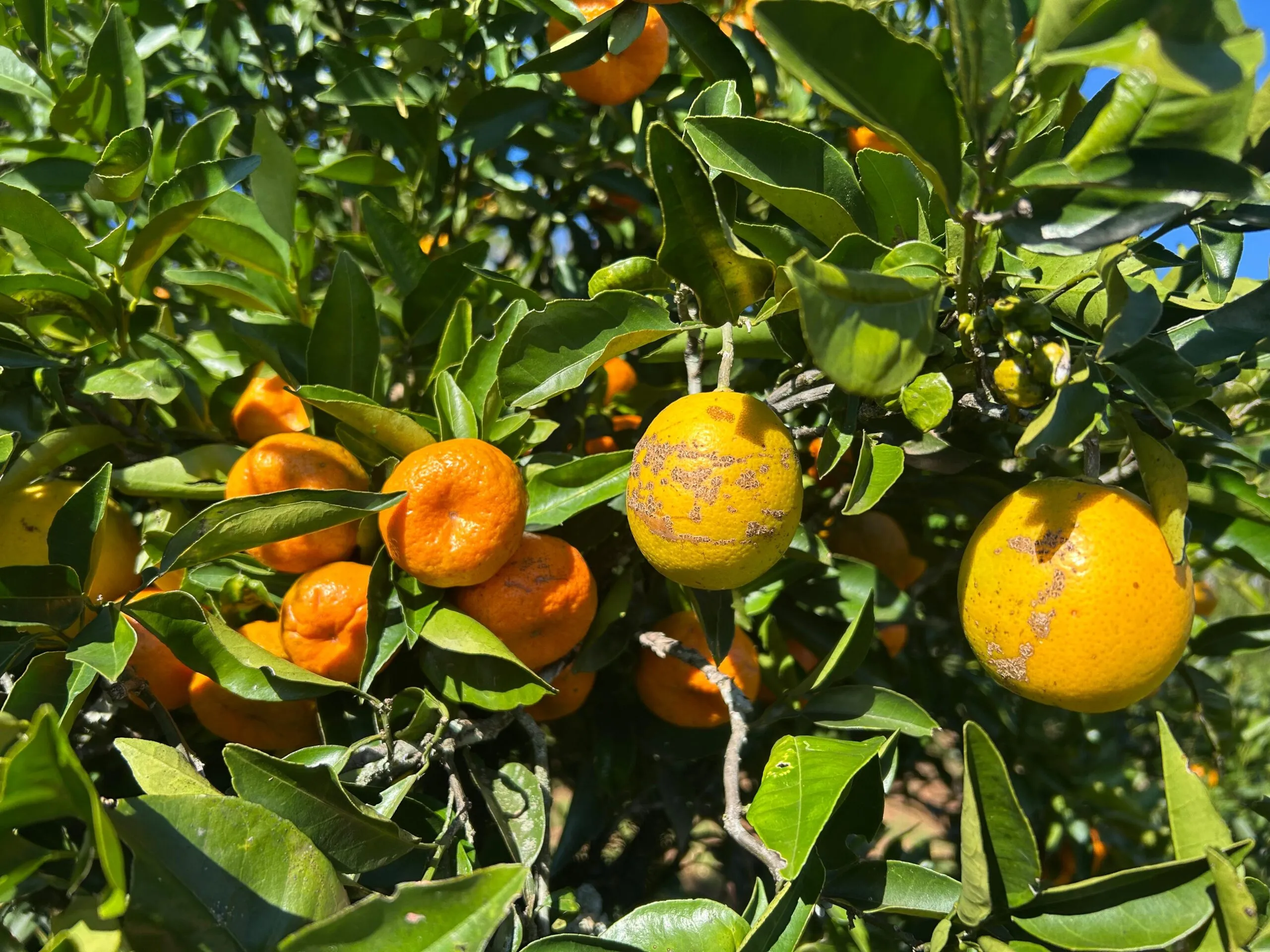 Um único pé de fruta que produz laranjas e bergamotas ao mesmo tempo