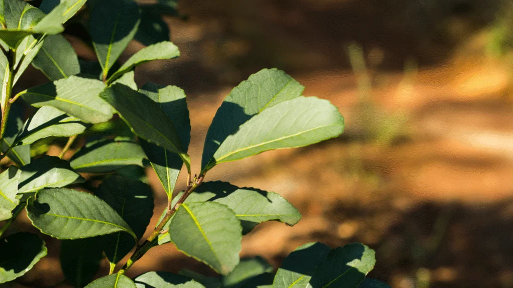 Projeto de lei busca reconhecer como patrimônio imaterial o cultivo tradicional e sombreado de erva-mate na floresta com araucárias no Paraná, promovendo preservação e desenvolvimento regional