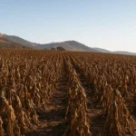 O que é Geada Negra e por que ela assusta tanto os produtores rurais?
