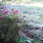 Frio intenso e geada marcam a manhã em Dionísio Cerqueira e Barracão