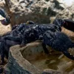Veneno de escorpião da Amazônia revela potencial contra câncer de mama