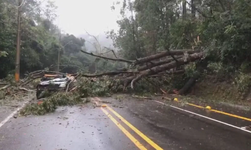 Idoso morre após árvore cair em carro; chuvas já deixaram 3 mortos no RS