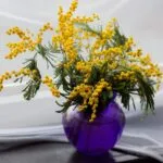 Menos trabalho, mais beleza: 8 flores mágicas que florescem sozinhas o ano inteiro