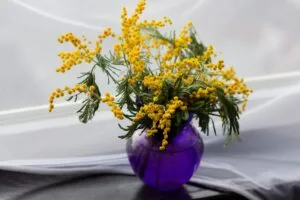 Menos trabalho, mais beleza: 8 flores mágicas que florescem sozinhas o ano inteiro