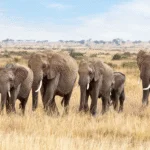 5 Fatos sobre os animais