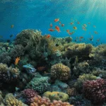 Por que os corais são tão importantes para a vida marinha e para o planeta