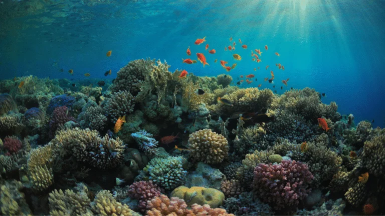 Por que os corais são tão importantes para a vida marinha e para o planeta